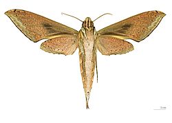 Xylophanes amadis MHNT ventre.jpg