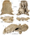 Ziapelta sanjuanensis