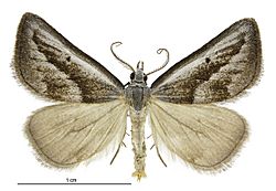 Adeixis griseata male.jpg