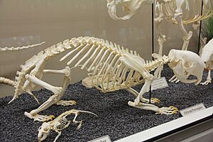 African Porcupine Skeleton