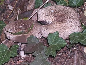 Agaricus perobscurus