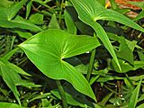 Alismataceae - Sagittaria montevidensis