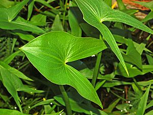 Alismataceae - Sagittaria montevidensis.JPG