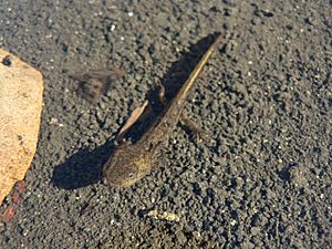 Ambystoma macrodactylum 26597