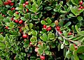 Arctostaphylos-uva-ursi