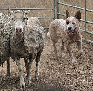 Australian Cattle Dog Herding