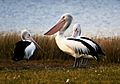 Australian Pelicans