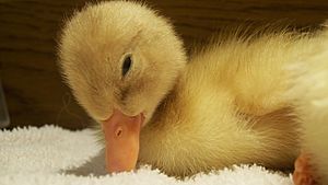 Baby Duck