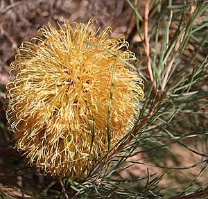 Banksia leptophylla2 burmard email.jpg