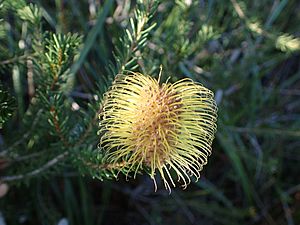 Banksia meisneri.jpg