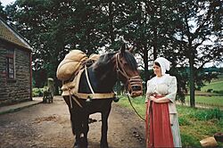 Beamish museum farm horse