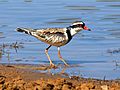 Black-fronted dotterel 9189