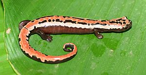 Bolitoglossa mexicana01.jpg