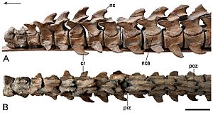 Brancasaurus-15