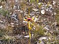 Caladenia lobata