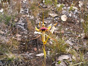 Caladenia lobata.JPG