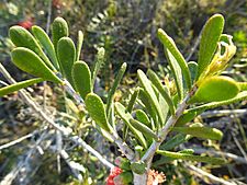 Calothamnus quadrifidus homalophyllus (leaves)