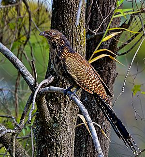 Centropus phasianinus -Queensland, Australia-8.jpg