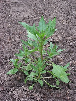 Chenopodium rubrum.jpg