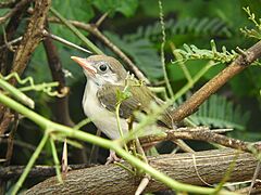 Common Tailor Bird, Juvenile