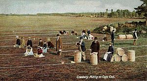 Cranberry Picking on Cape Cod