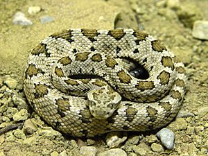 Crotalus enyo.JPG