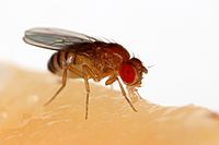 Drosophila melanogaster Proboscis