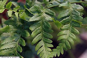 Dryopteris celsa 1zz