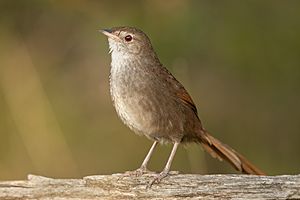 Eastern Bristlebird - Penrith.jpg