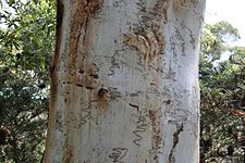 Eucalyptus haemastoma