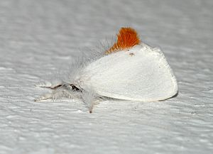 Euproctis chrysorrhoea (Linnaeus, 1758).jpg