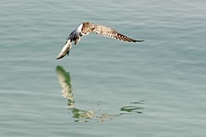 European Whimbrel corniche