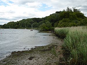 Ferry Cliff, Sutton 2.jpg