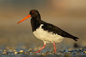 Haematopus finschi - Point Chevalier.jpg