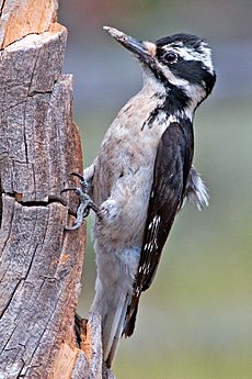 Hairy Woodpecker (female)