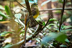 Harpactes oreskios, Orange-breasted trogon