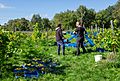 Harvesting grapes in Chateaux Luna vineyard 1