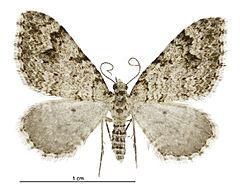 Helastia cinerearia female.jpg