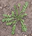 Herderstasje bladrozet (Capsella bursa-pastoris)