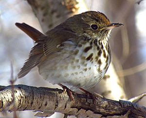 Hermit Thrush in winter