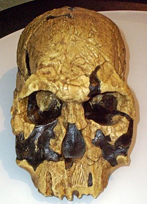 Homo rudolfensis.jpg