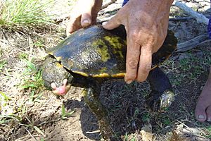 Irwin's turtle (2261030419).jpg