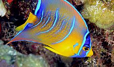 Juvenile Queen Angelfish