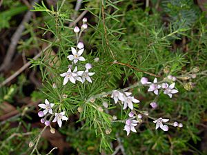 KNP philotheca spicata-3.jpg