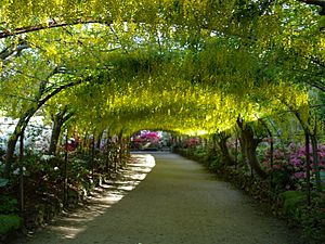 Laburnum Arch, Bodnant Garden