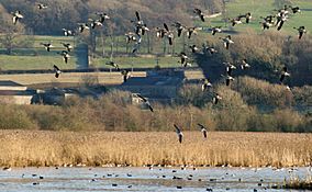 Leighton Moss.jpg