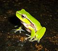 Litoria nudidigitus