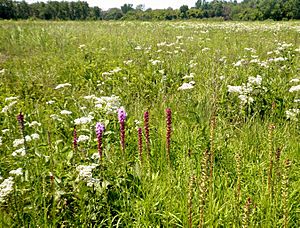 Markham prairie 4