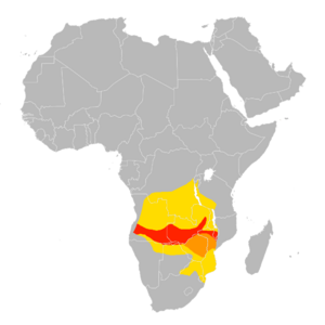 Merops nubicoides distribution map.png