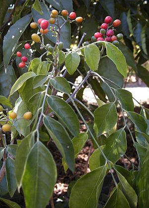 Micromelum minutum fruit and foliage.jpg